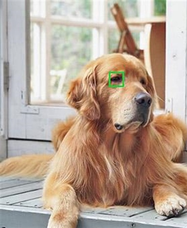 New Rumor: Canon working on Animal eyeAF