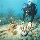 Canon Participates in the University of Miami’s Coral Reef Restoration Project