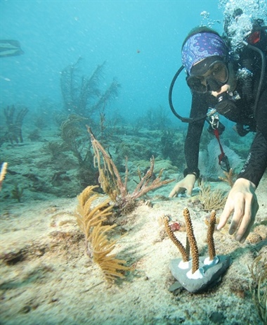 Canon Participates in the University of Miami’s Coral Reef Restoration...