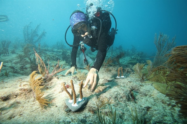 Canon Participates in the University of Miami’s Coral Reef Restoration Project