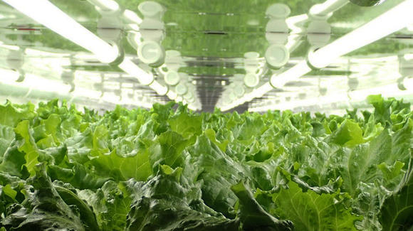 Canon gets into Lettuce in a big way